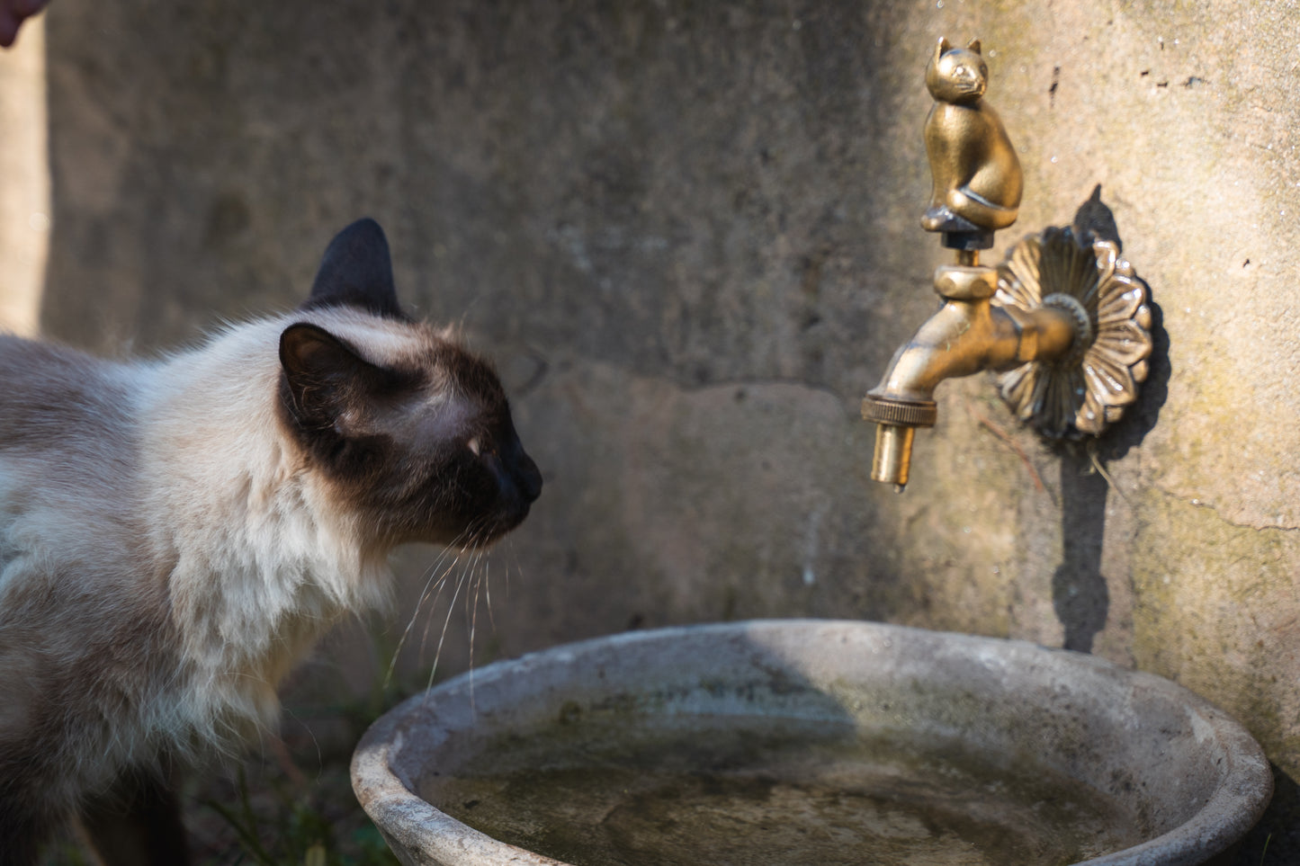 Cat Garden Tap